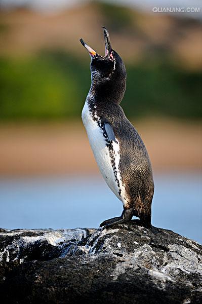加拉帕戈斯企鹅