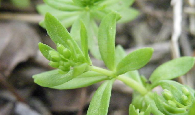  p>细叶景天,是 a target="_blank" href="/item/双子叶植物纲">双子