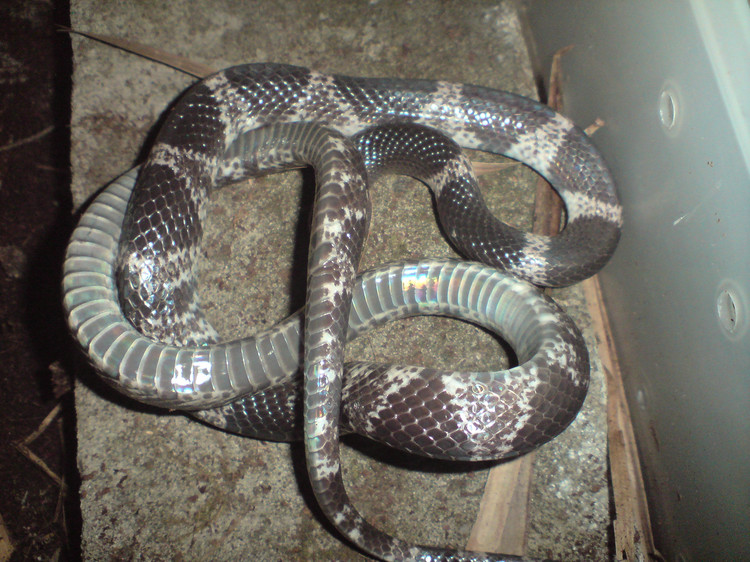  p>白环蛇(学名:lycodon aulicus)是游蛇科白环蛇属的爬行动物,主要