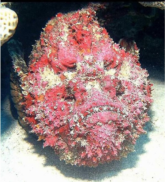 stonefish