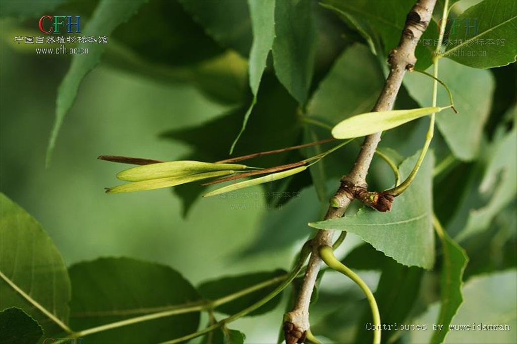 fraxinus paxiana lingelsh.