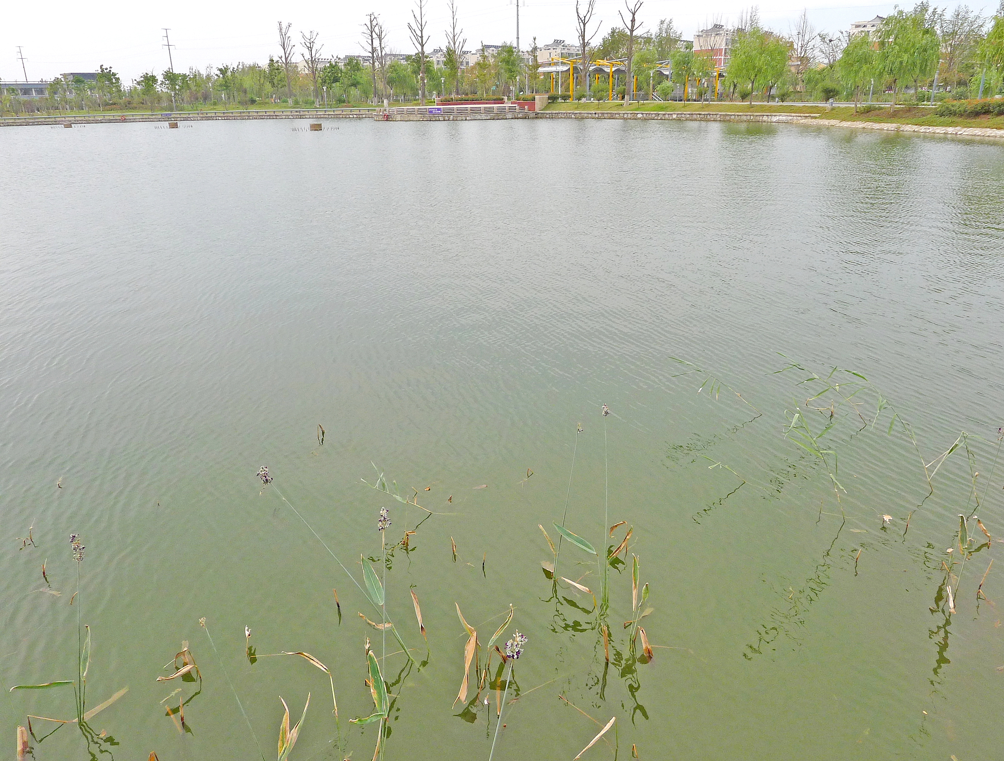 大丰市银杏湖公园