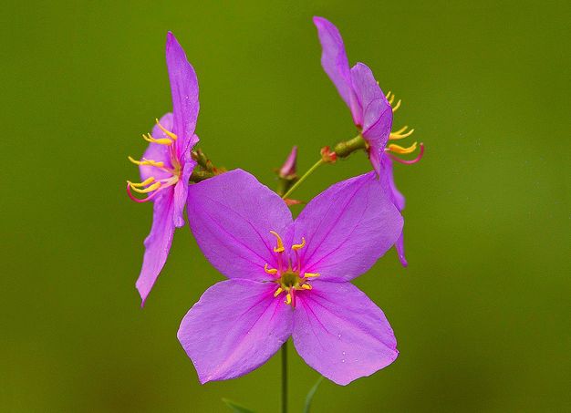 开放美丽的具有四个花瓣的玫瑰红或桃红色的花朵,并有黄色的雄蕊,花开