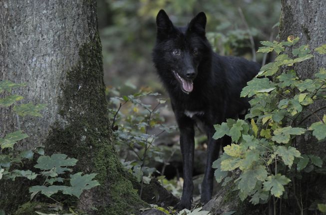 p>东部森林狼(学名:canis lupus lycaon)是灰狼的亚种之一,具有各种