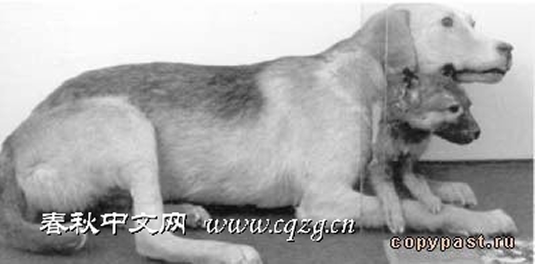  p data-id="gnbqjwyx0q">双头狗最早由前苏联的器官移植先驱 a