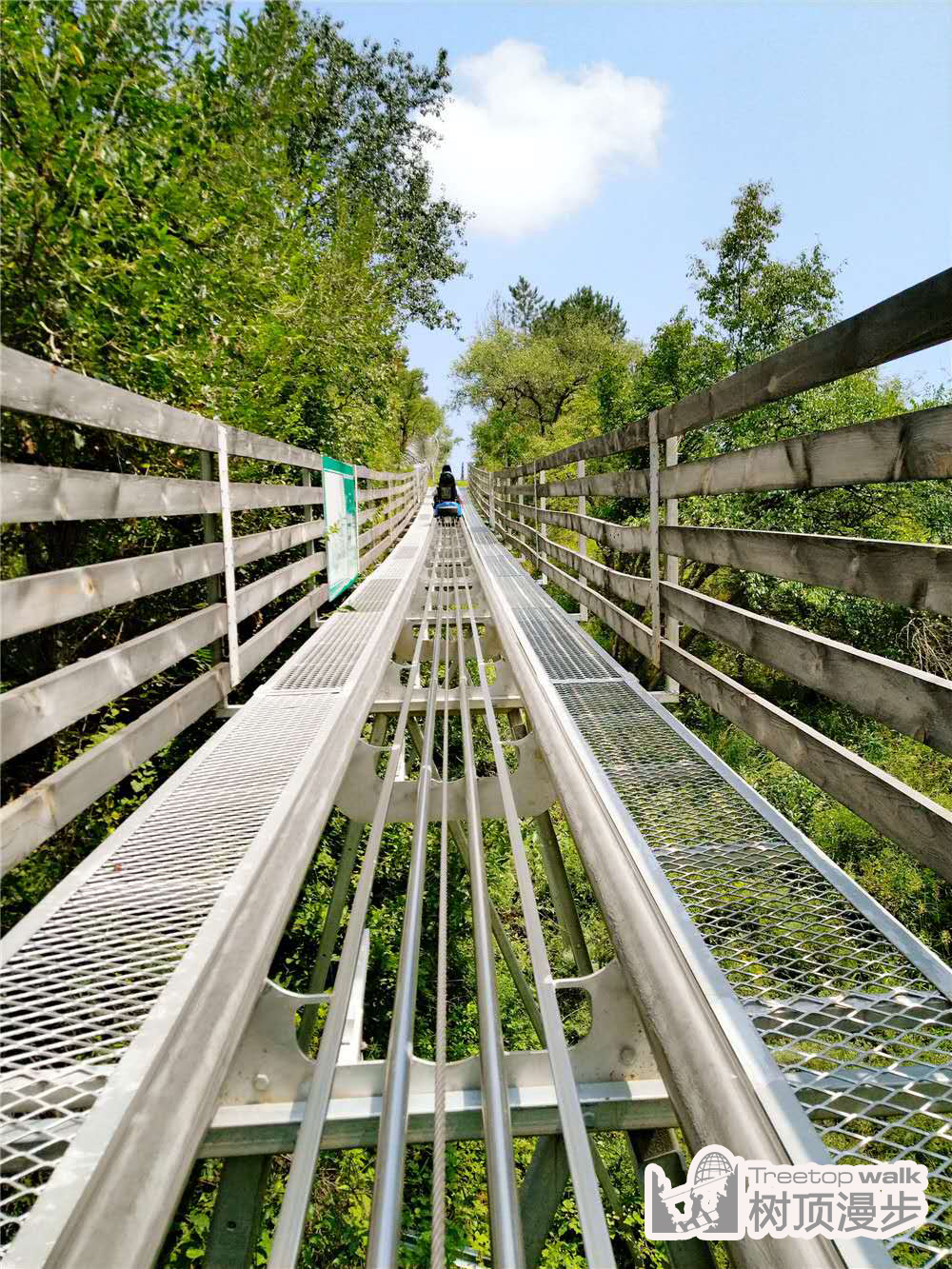 树顶漫步