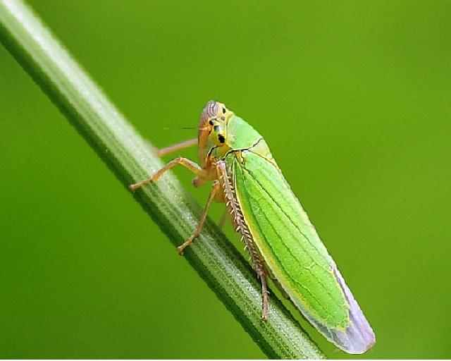  a target="_blank" href="/item/同翅目/4068751" data-lemmaid="