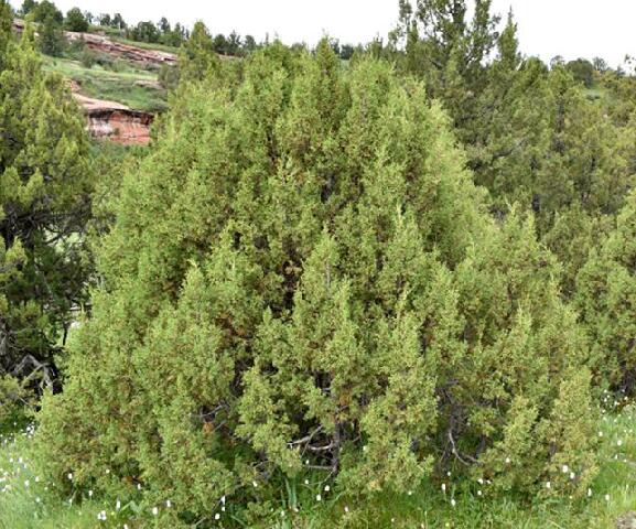 p>大果圆柏(学名: i>juniperus tibetica /i> komarov.