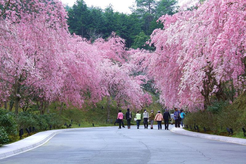  p>枝垂樱就是 a target="_blank" href="/item/垂枝樱花/2182408"