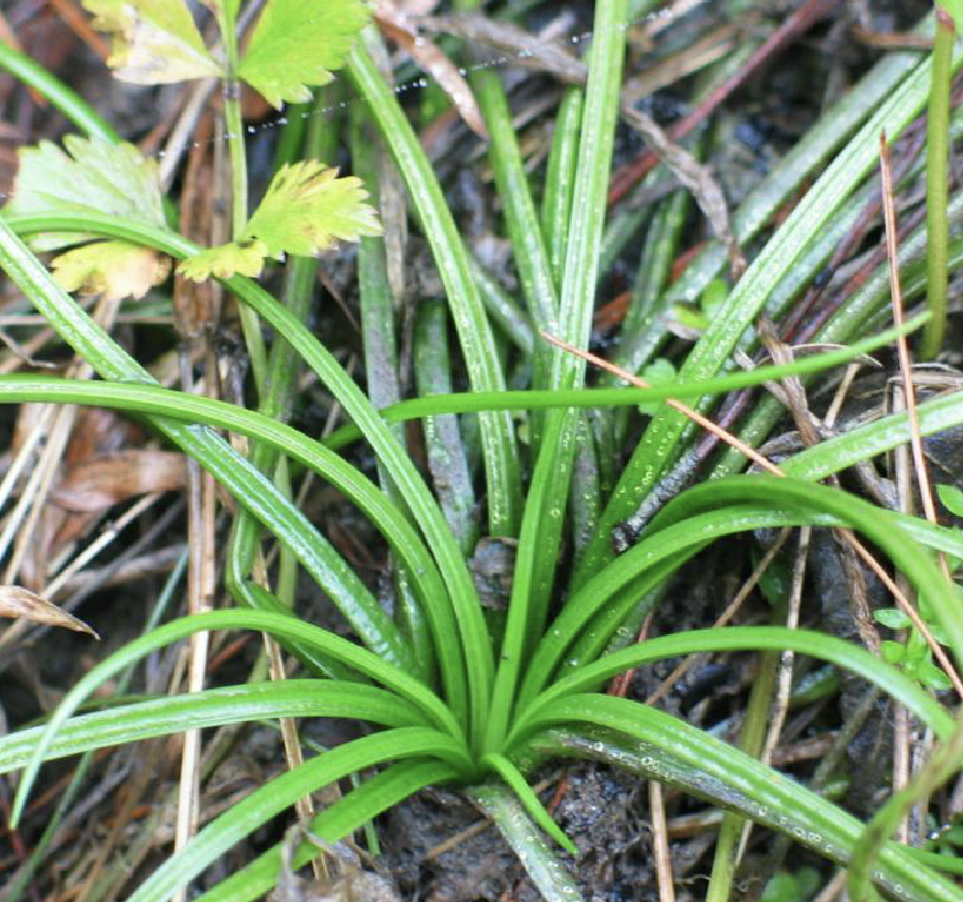  p>云贵水韭(学名: i>isoetes yunguiensis /i> q. f. wang et w. c.