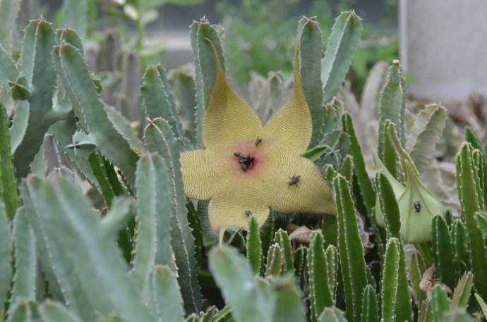  p> span class="ref" data-ctrid="t8ra91n1wz6r">大豹皮花(学名: 