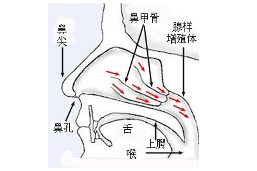  p>鼻甲骨是爬行动物鼻腔内首次出现的复杂结构,对鼻翼有着少许支撑的