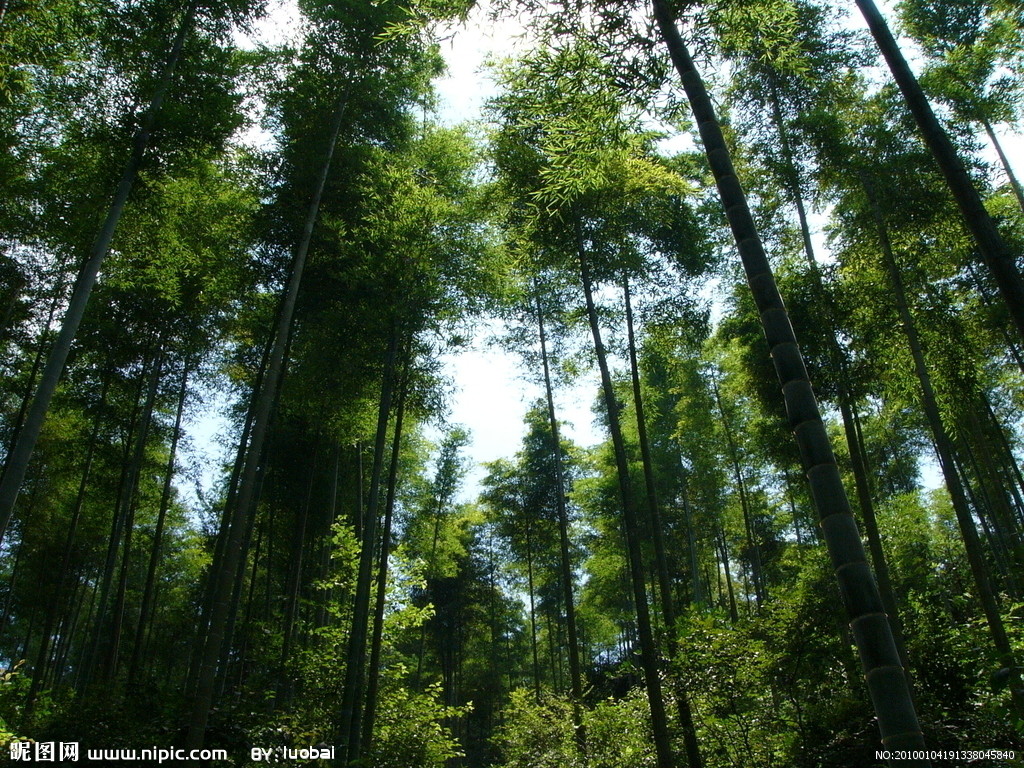  p> a href="#" data-lemmaid="2549562">青竿竹 /a>(b.