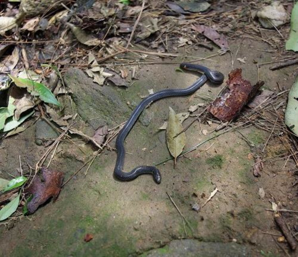  p>钝尾两头蛇(学名:calamaria septentrionalis)是游蛇科两头蛇属的