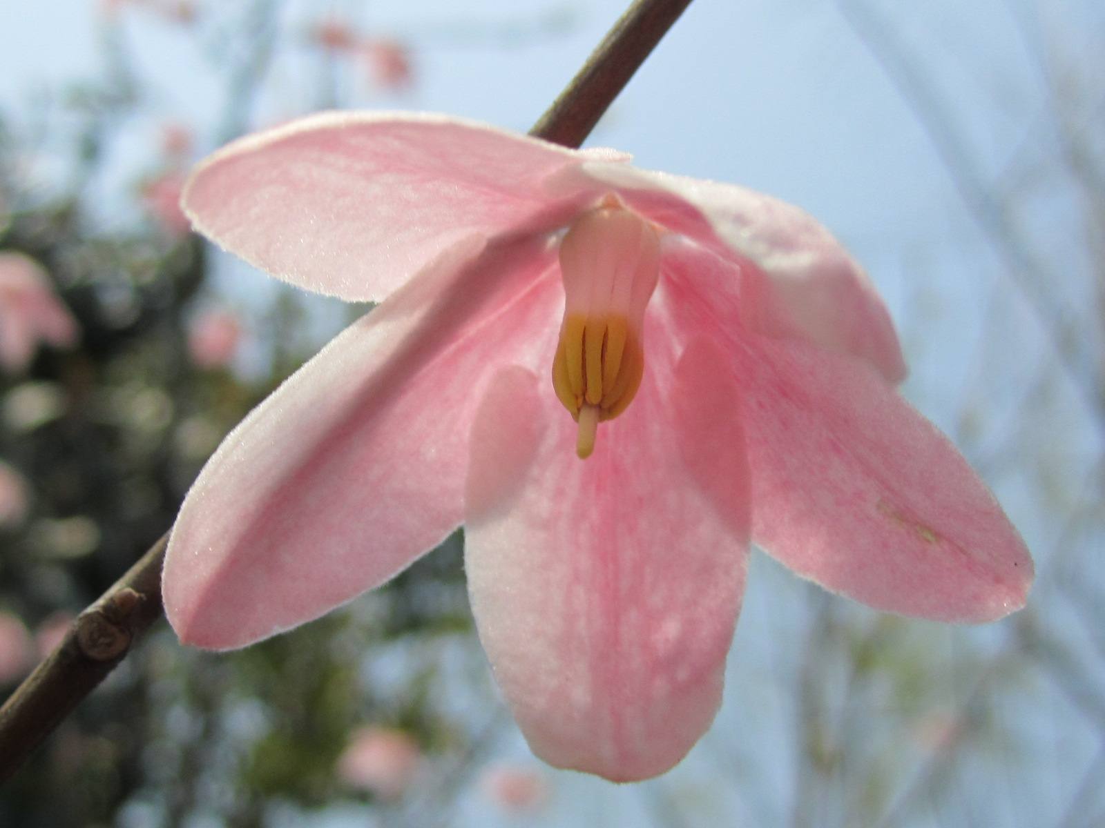  p>陀螺果属(学名:melliodendron hand. -mazz.