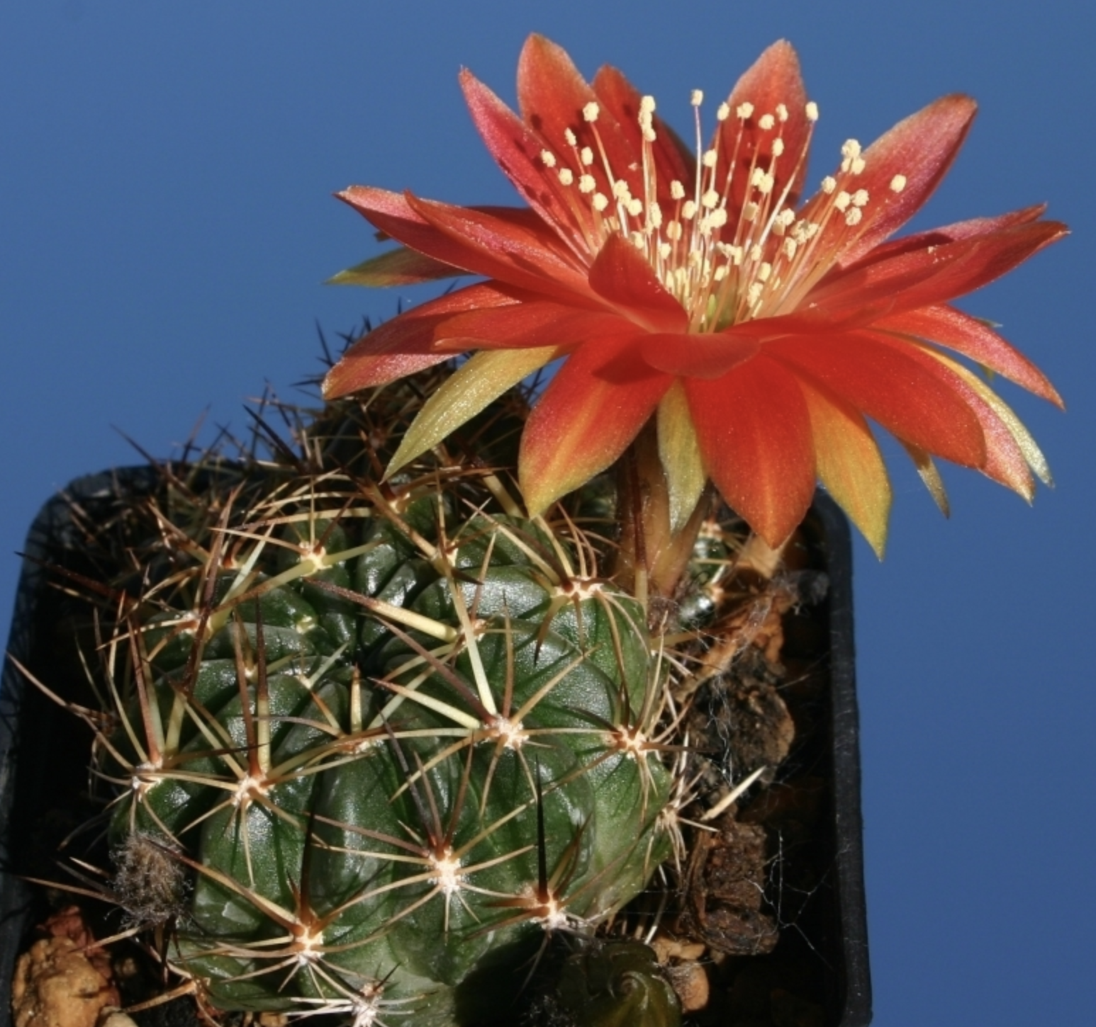 lobivia hermanniana