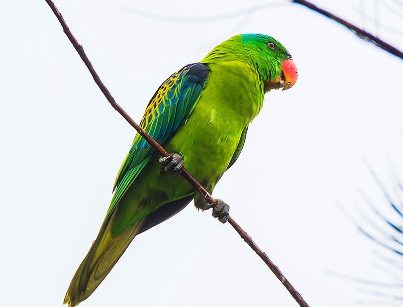 菲律宾短尾鹦鹉锡基霍尔亚种