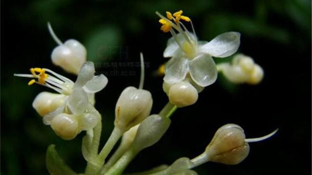  p>川杜若腊叶标本,该标本采集自重庆金佛山国家级自然保护区,采集