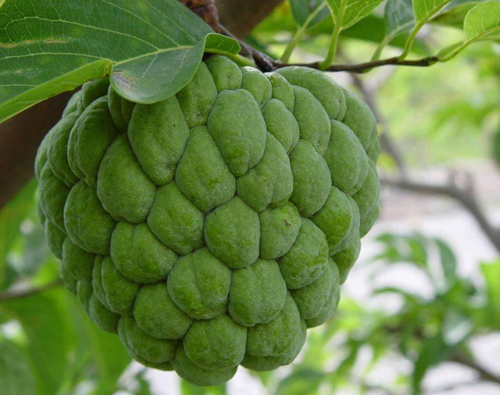 怎么辨别台东释迦