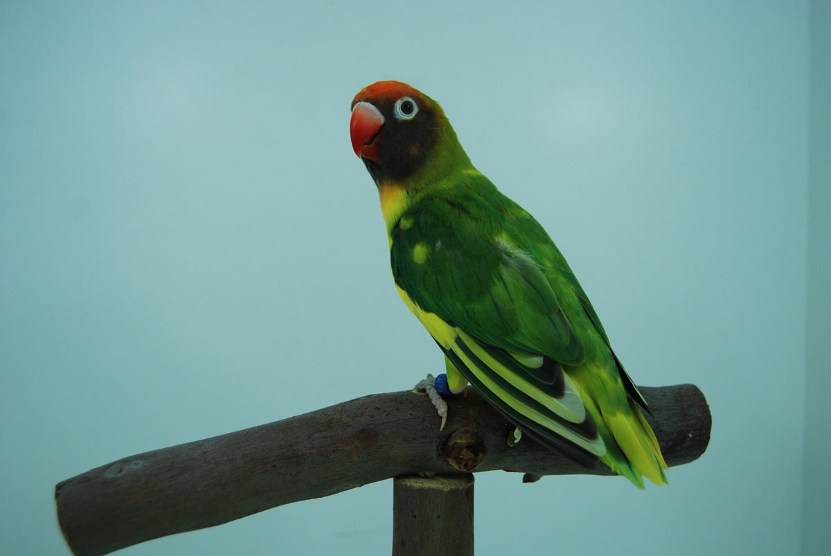  p>黑脸牡丹鹦鹉(学名: i>agapornis nigrigenis /i>):体长13-14厘米