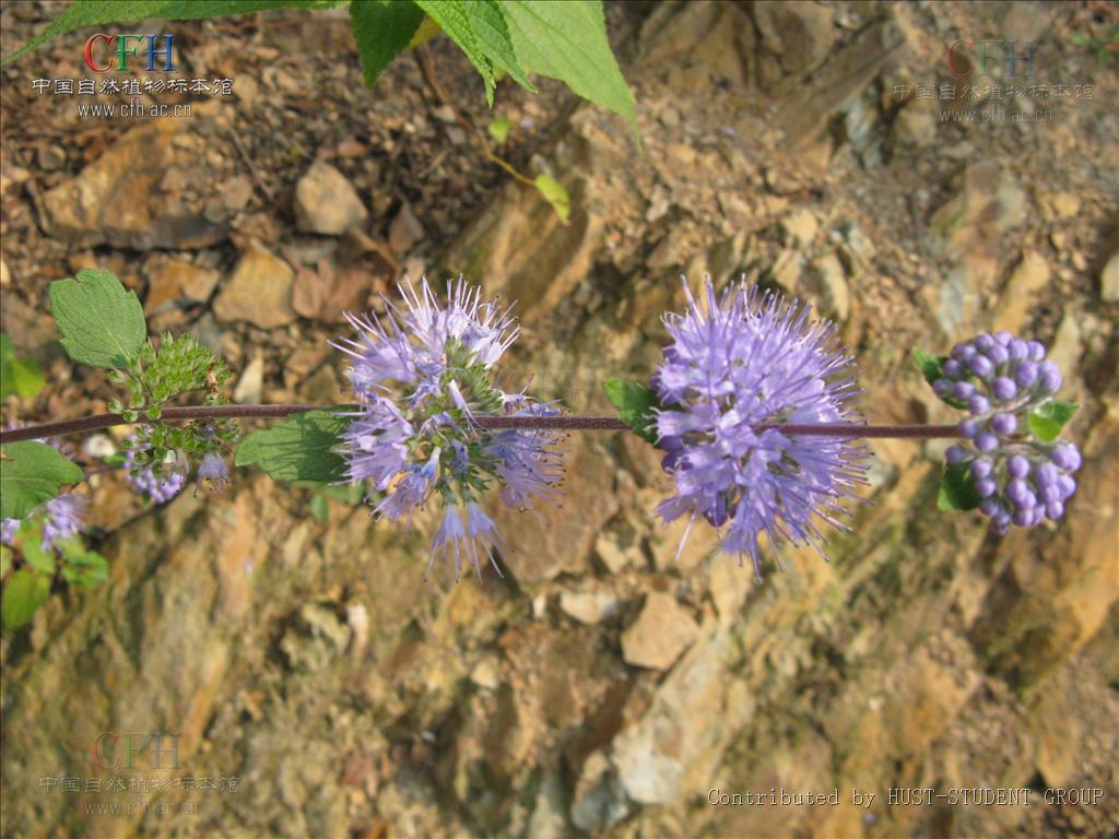  a target="_blank" href="/item/灌木/1520017" data-lemmaid="