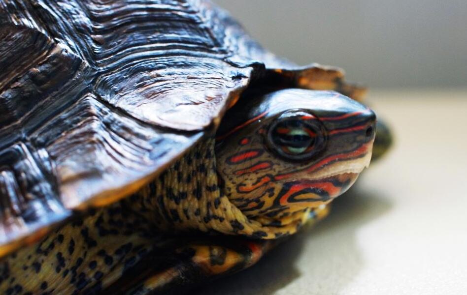  p>木纹龟(学名: i>rhinoclemmys pulcherrima /i