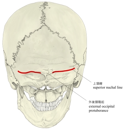 ">枕骨 /a>上项线的软组织,位置较浅表;凡附着于枕骨下项线的软组织