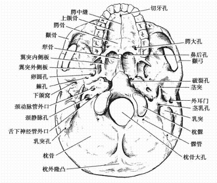 髁管_百度百科