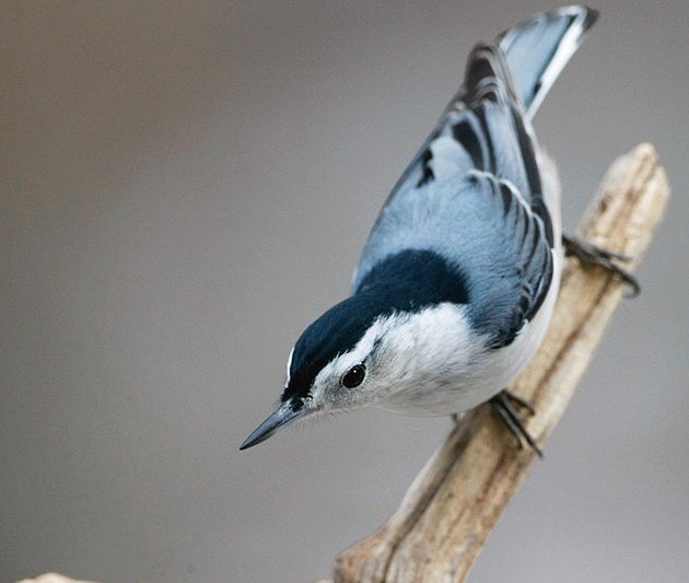 white-breasted nuthatch