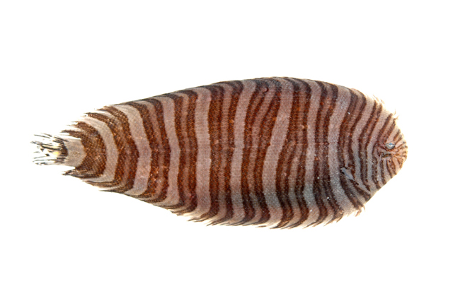  p>缨鳞条鳎(zebrias crossolepis)是鳎科,条鳎属的一种动物.