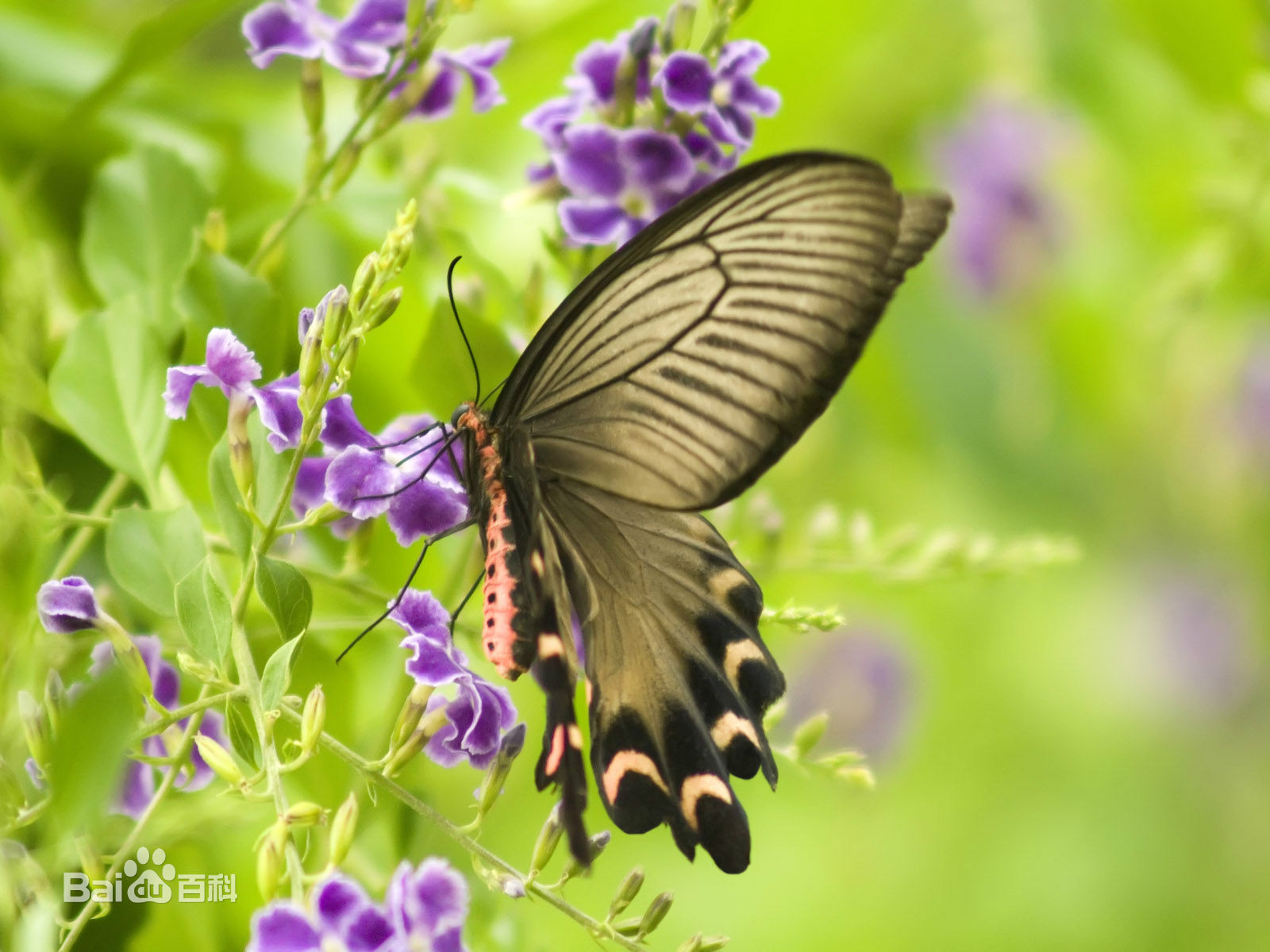  p>蝶,通称为"蝴蝶", a target="_blank" href="/item/节肢动物门