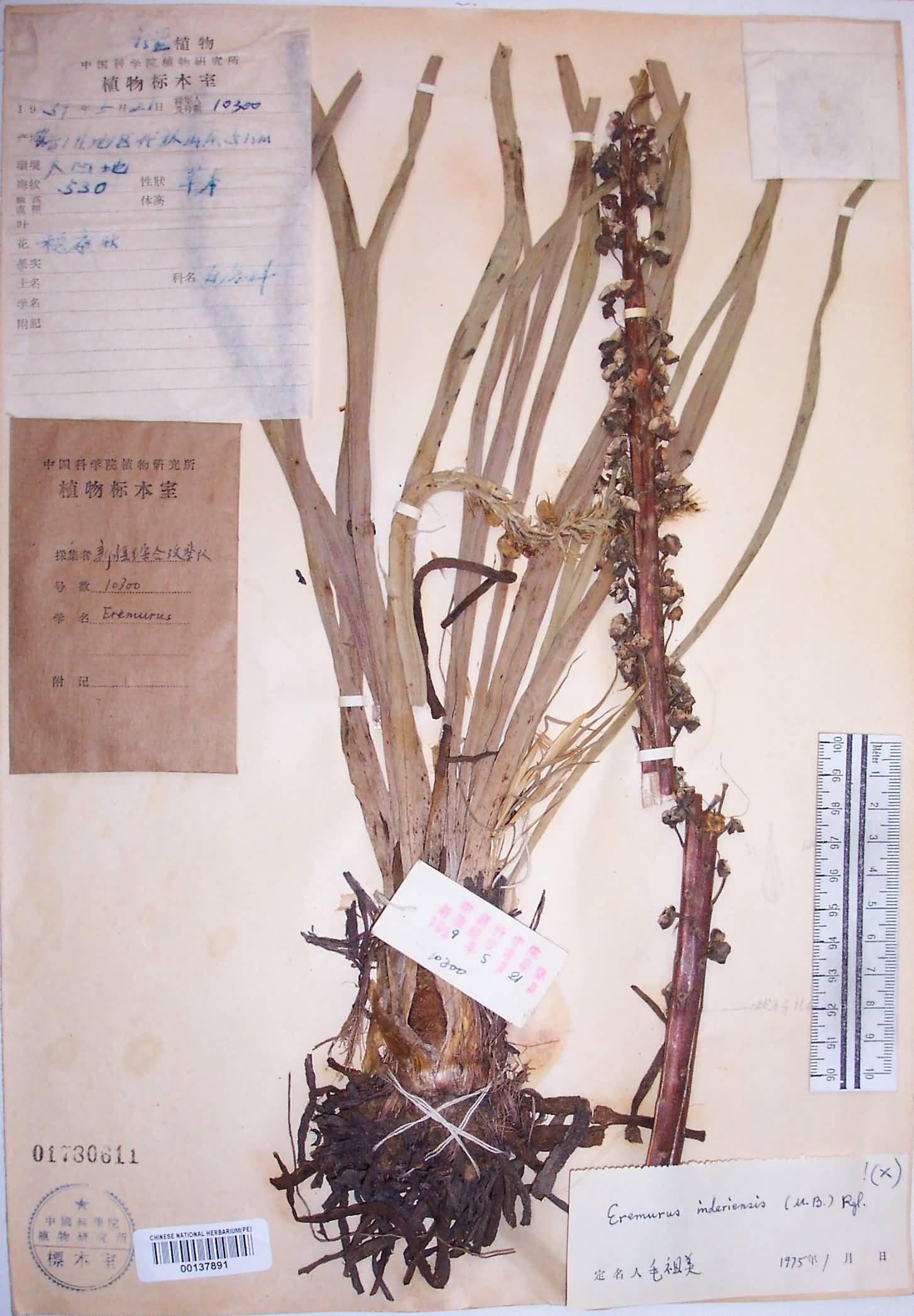  p>独尾草(学名: i>eremurus chinensis /i> fedtsch.