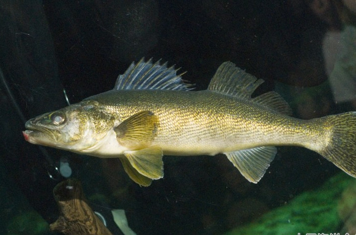  p> b>黄吻棱鳀, /b> a href="#" data-lemmaid="8074290">学名 /a>: 