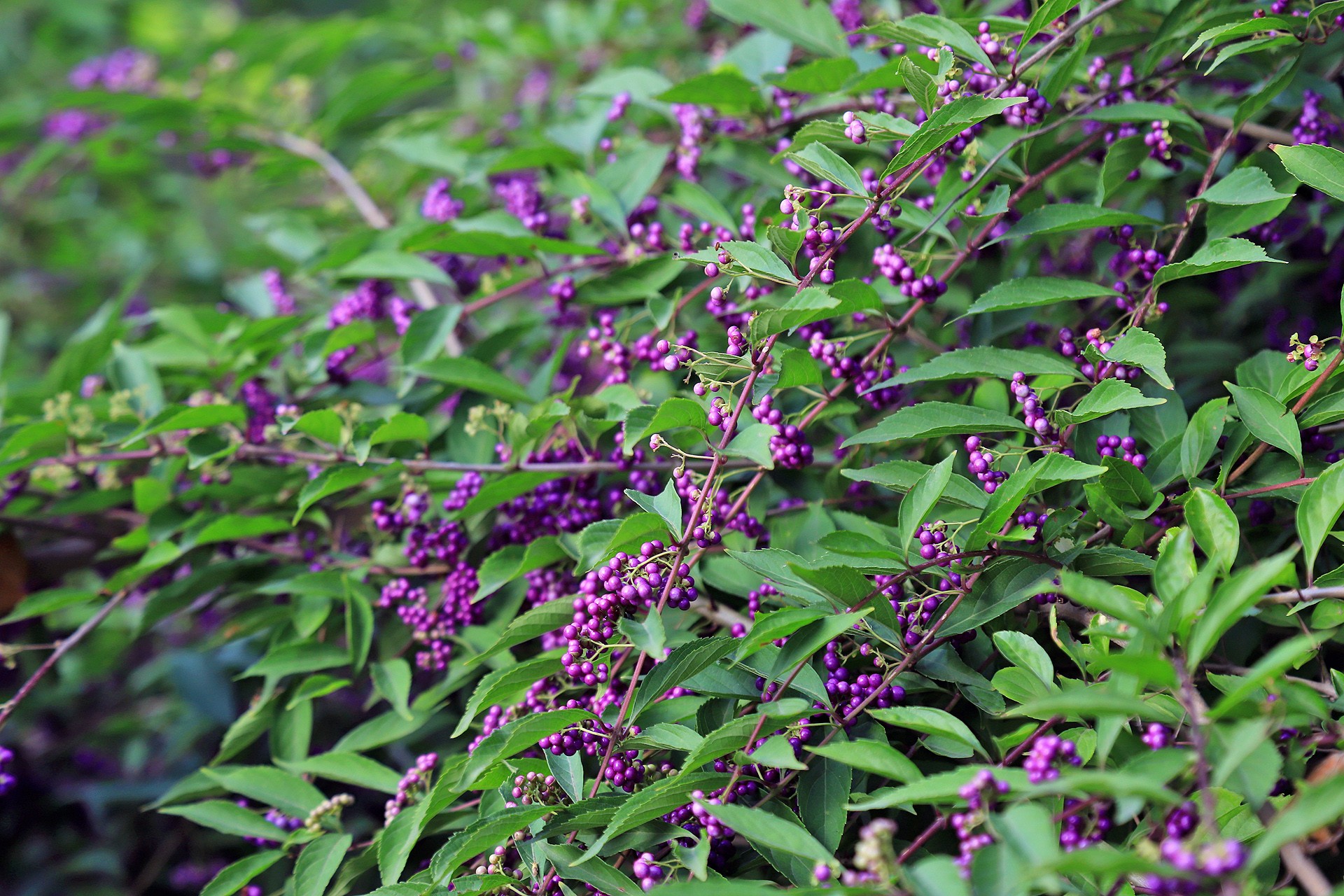 紫珠属,是马鞭草科中的一个 a href="#" data-lemmaid="5874306">属 