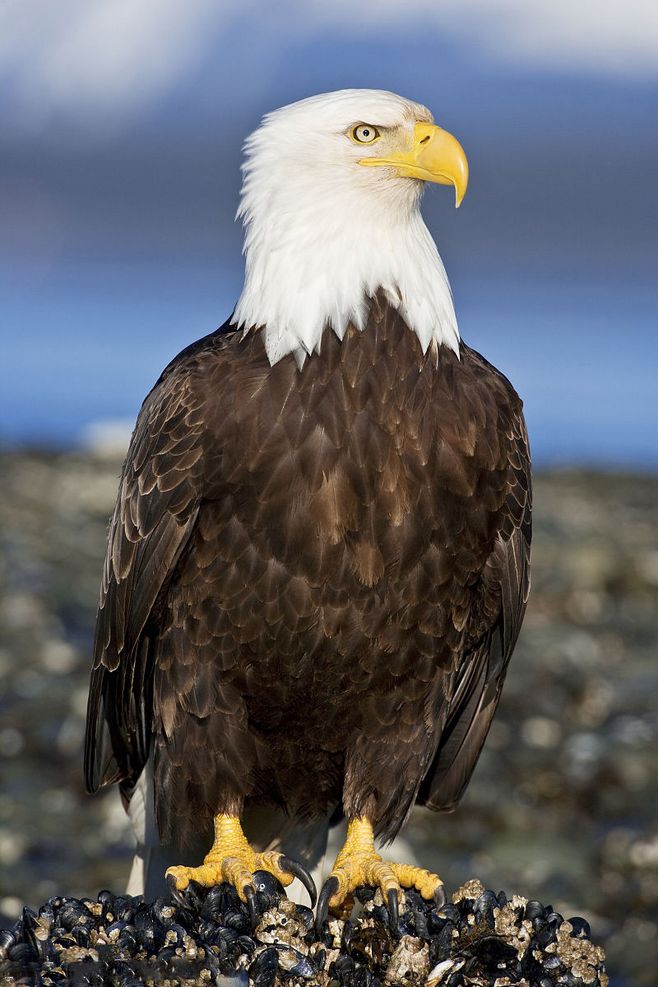  p>鹰雕狼(yingdiaolang)品牌隶属义乌威马逊商贸有限公司,始于2007年