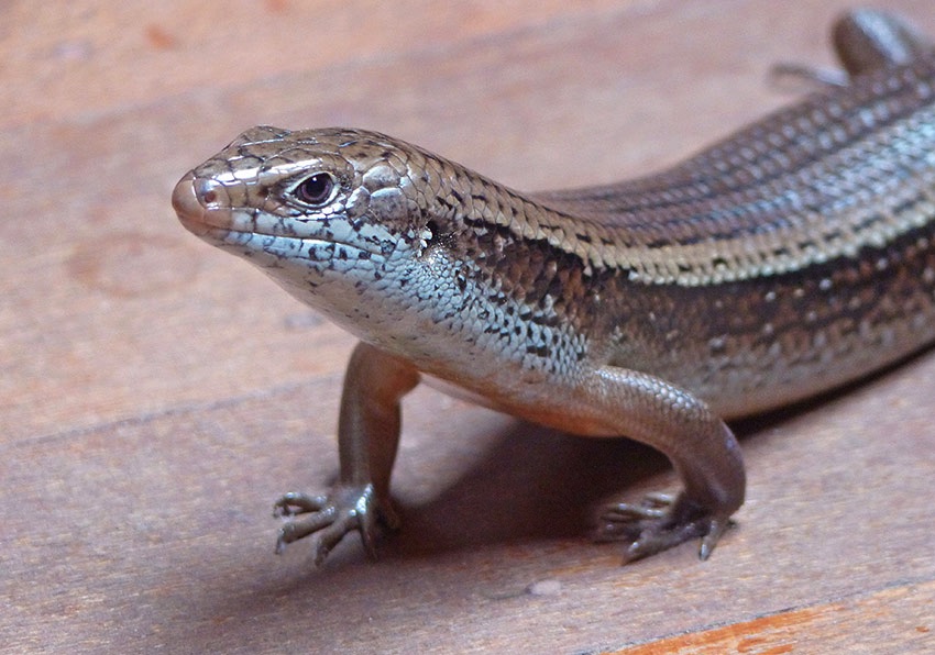 宁波滑蜥指名亚种