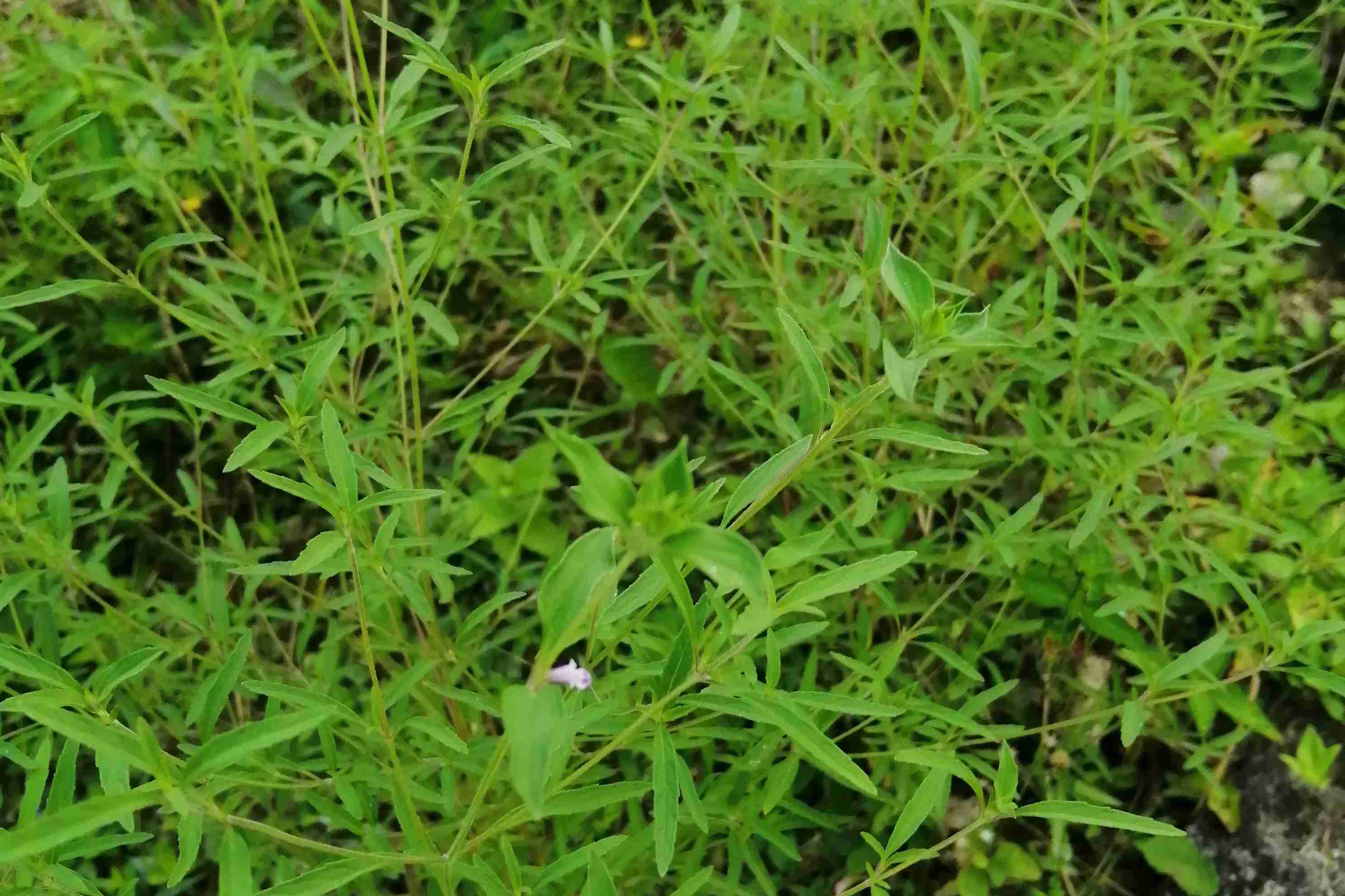 山椒草