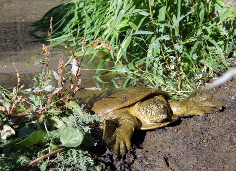  p>幼发拉底鳖(学名: i>rafetus euphraticus /i>):是鳖科,斑鳖属一种