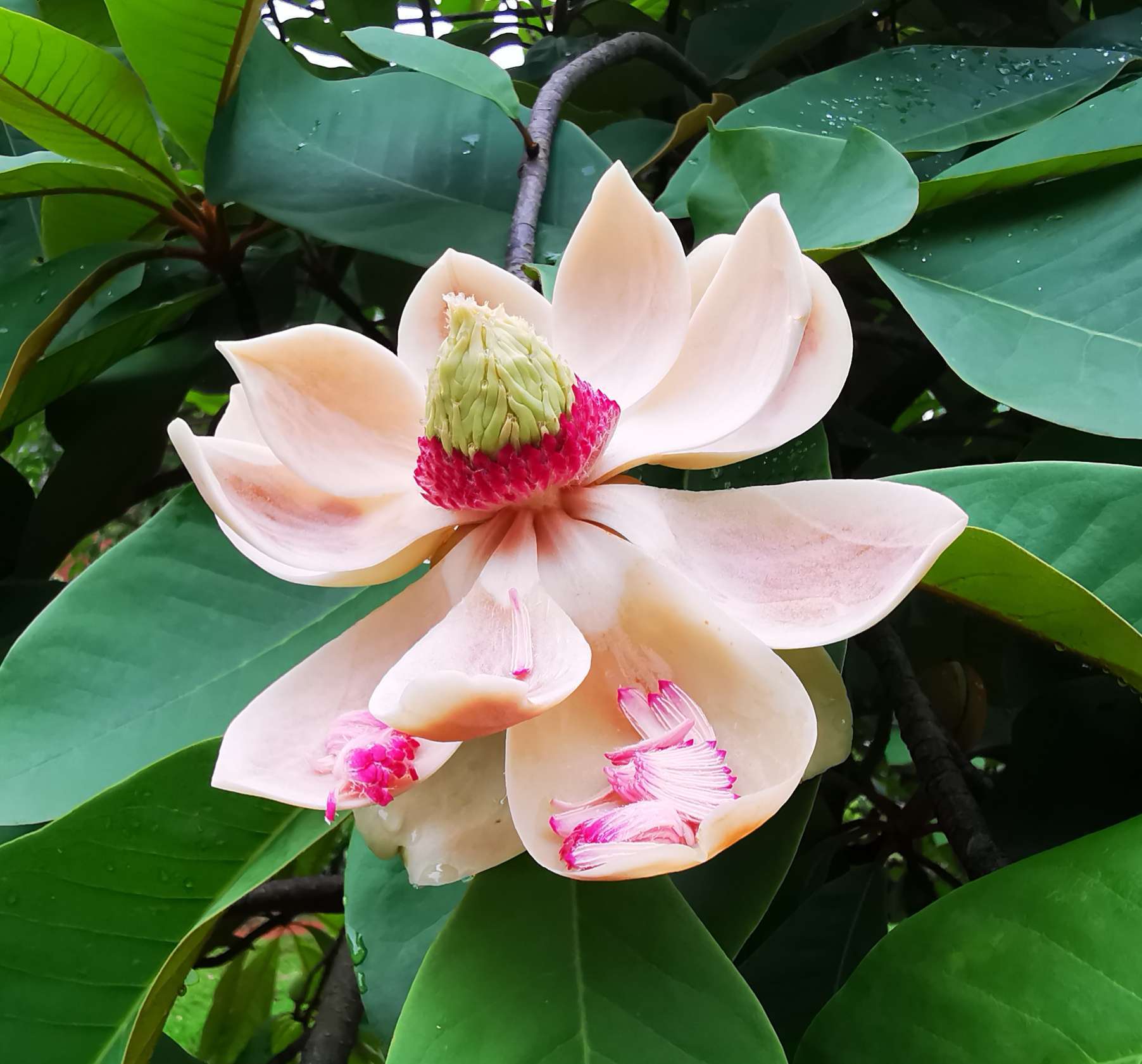  p data-id="8sjnsjj">大叶木莲_1是一种木兰科,木莲属植物. /p>