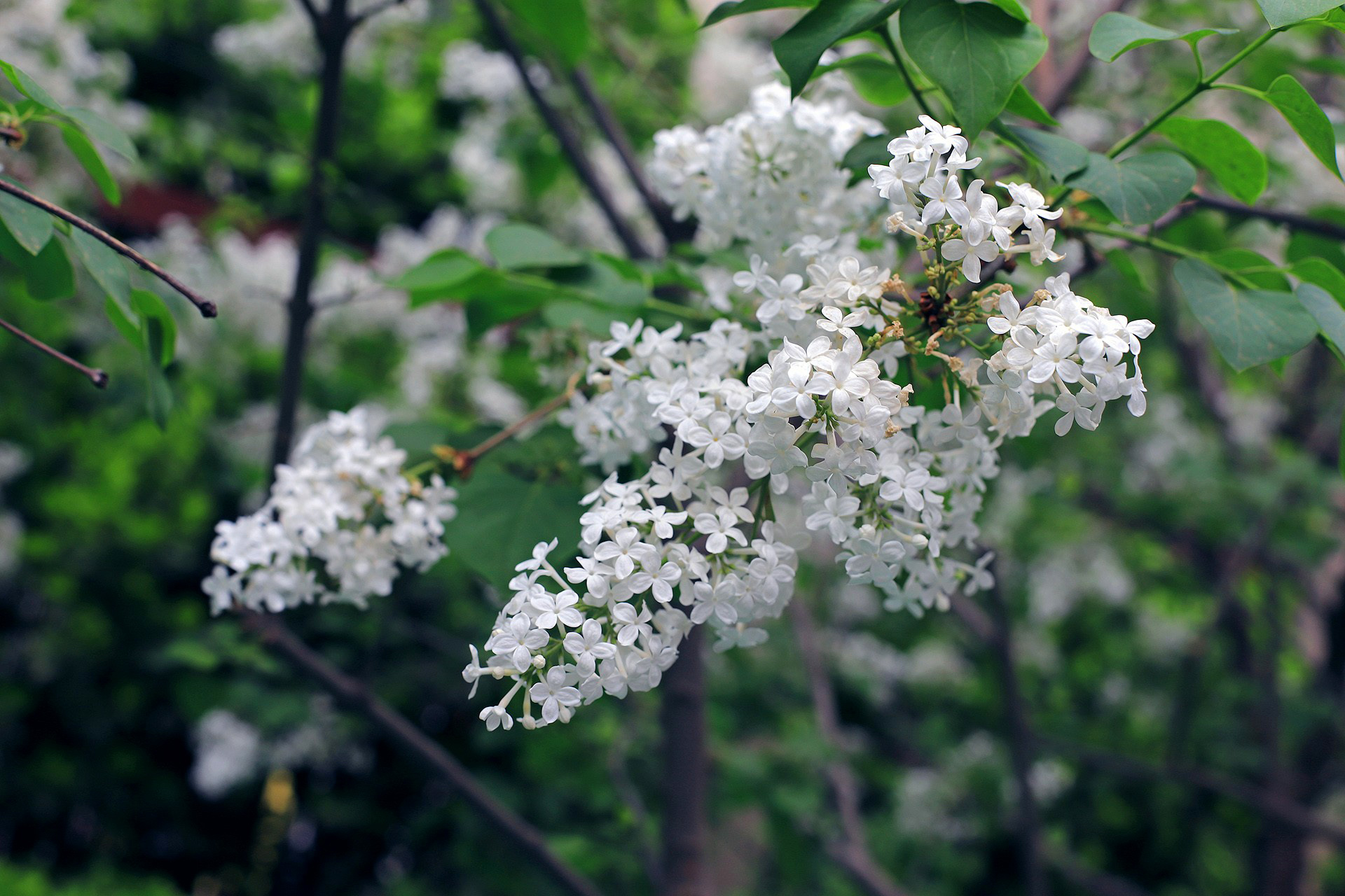  i>alba /i> rehder):为 a target="_blank" href="/item/紫丁香