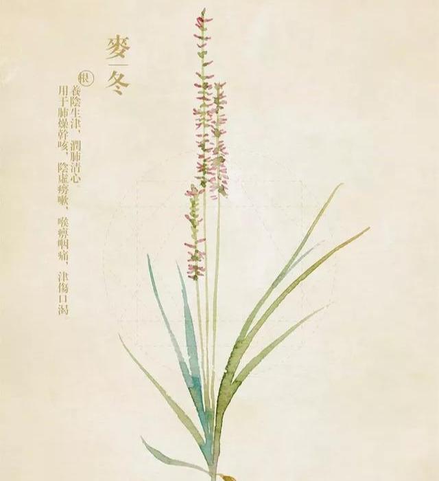 《山海经》中“状如韭而青华”之“祝余”原来是潜伏在沿阶的麦冬_百科TA说