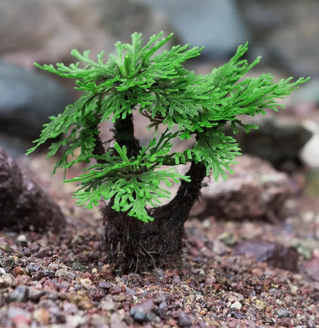世界上真的存在还魂草吗？_百科TA说