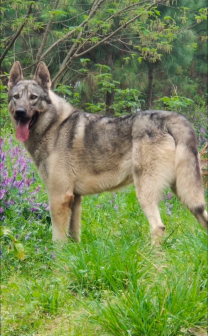 中华狼青犬_百度百科