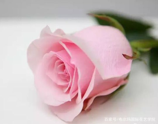 玫瑰品种科普 百科ta说