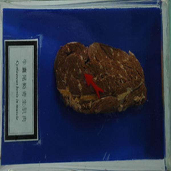 肥胖带绦虫囊尾蚴