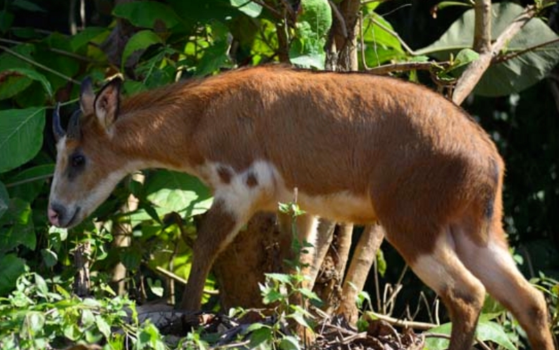 p>赤鬣羚( i>capricornis rubidus /i>):是偶蹄目,牛科,鬣羚属的哺乳