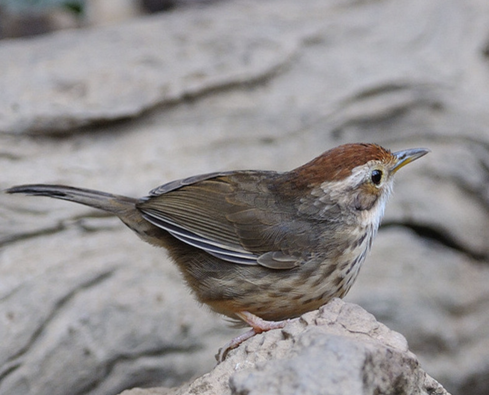 puff-throated babbler