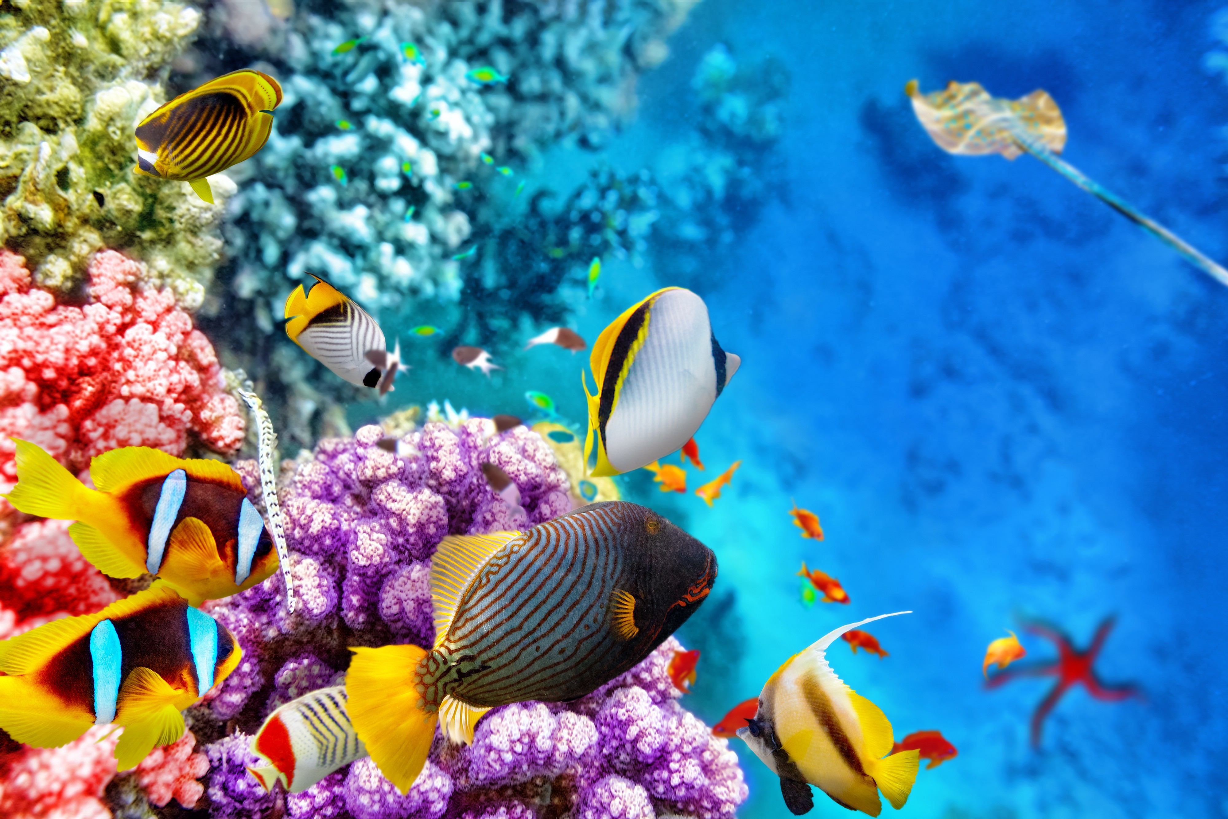  p>大堡礁(英文:the great barrier reef,法文:grande barrière de