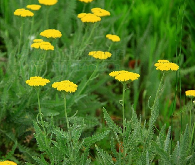  p data-id="tbjnjjfnjmnz">凤尾蓍是菊科蓍草属宿根性草本植物.