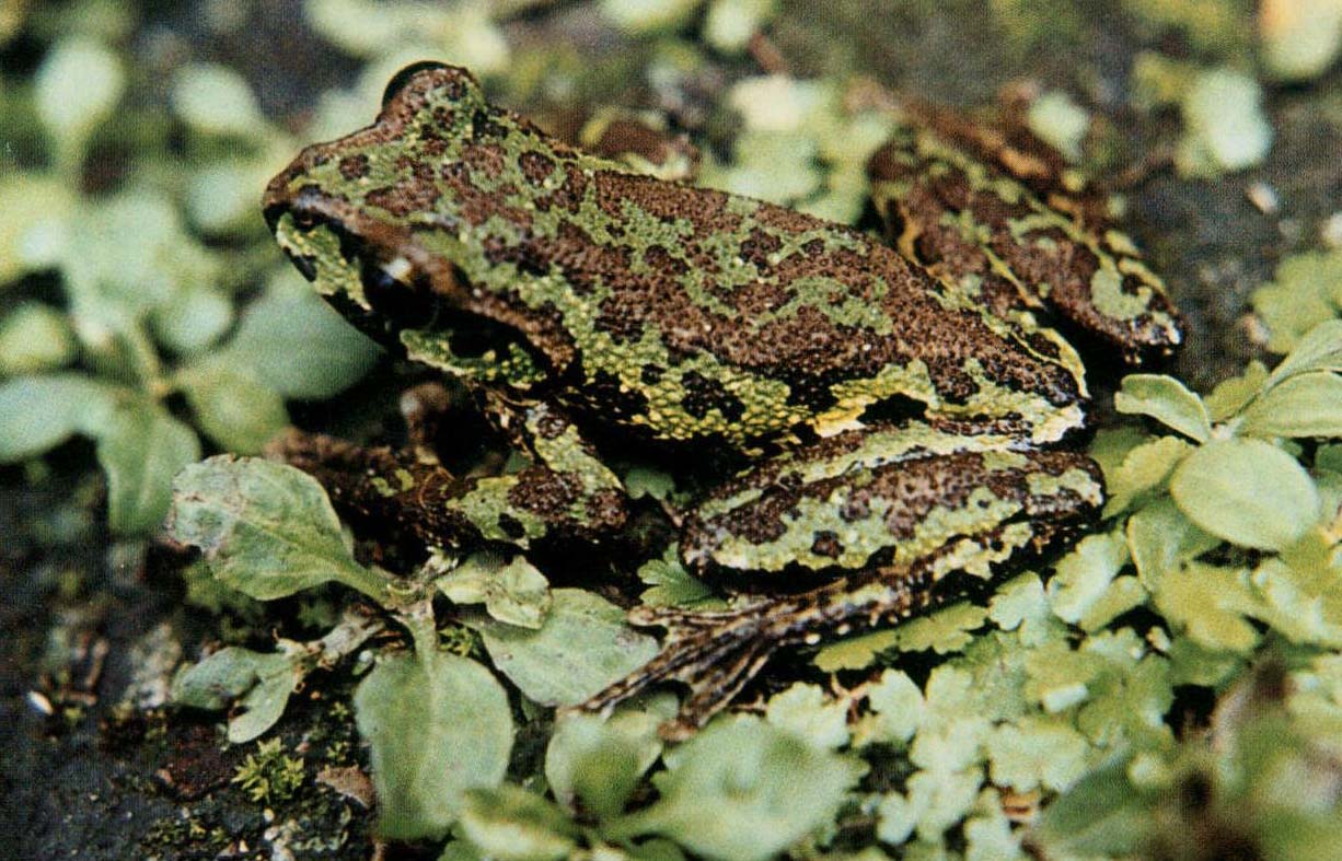 树蛙科,张树蛙属的 a target="_blank" href="/item/两栖动物/305362"